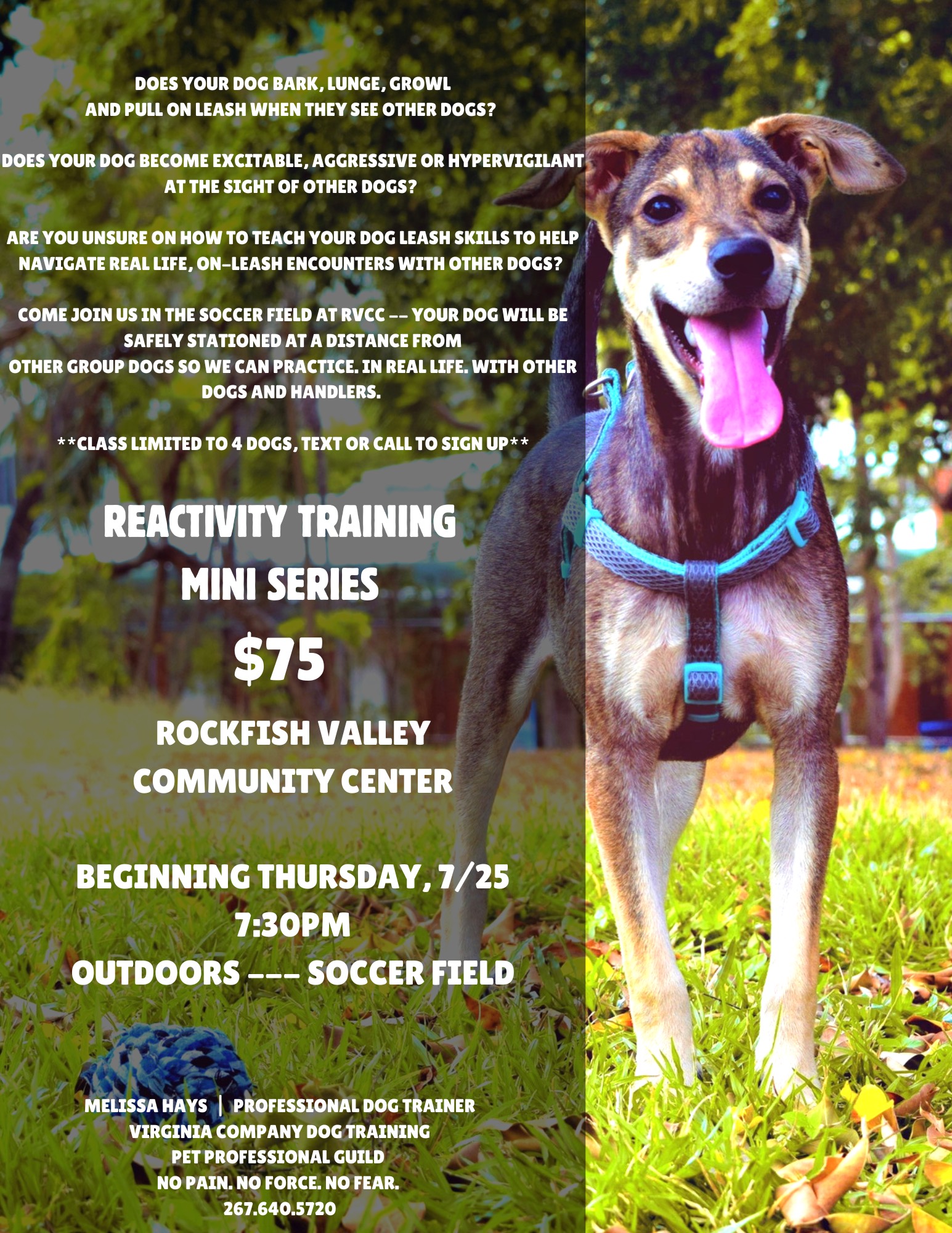 Reactivity Training--Virginia Company Dog Training