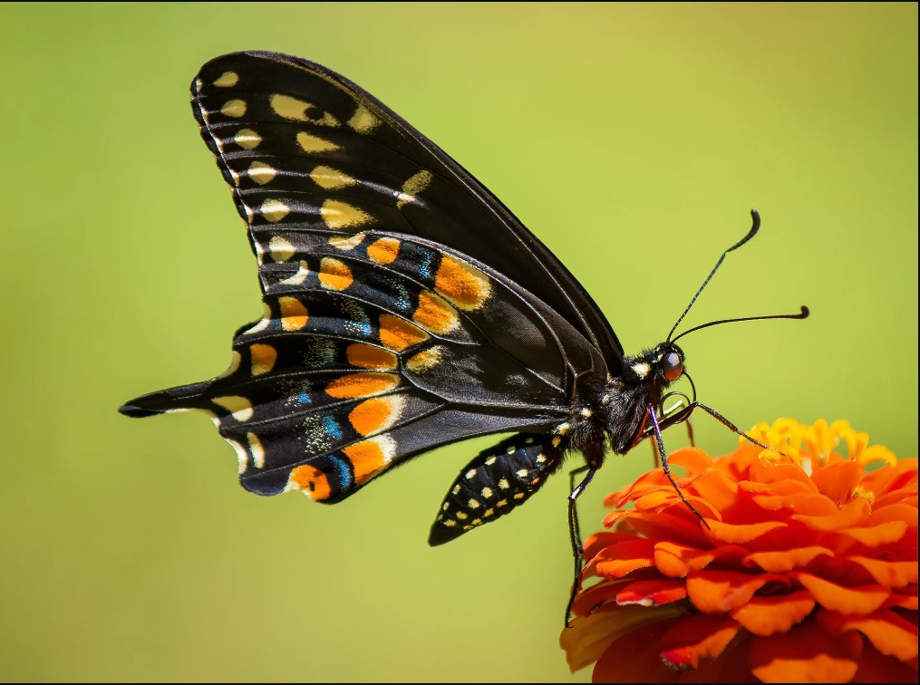 Charlottesville Camera Club Exhibit